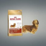 Aliment - royal canin - dachshund 28 - croquettes pour teckel - 7. 5 kg - protection articulaire Aliment - royal canin - dachshund 28 - croquettes pour teckel - 7. 5 kg - protection articulaire