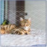 Filet de protection balcon pour chat - v geby - r�sistant aux uv et aux intemp�ries - transparent blanc ...