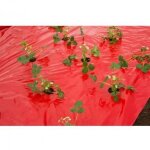 Film de paillage fraises longueur 10 m