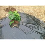 Film de paillage fraises micro perfor� - 140m x 10 m - 50�m -