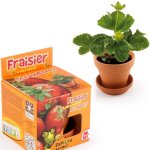 Fraises � semer explore nature 8000000 mini pot