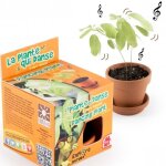 Graines de la plante qui danse desmodium gyrans 0000000 fleur