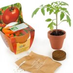 Graines de tomate cerise en pot de culture terre cuite 0000000 mini pot de culture