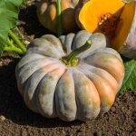 Graines - vilmorin - courge musqu�e muscade - bio
