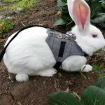 Harnais pour lapin avec laisse - vvikizy - style gentleman - rose - petit - rongeur