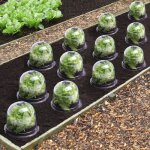 Idmarket cloche � salades x12 serre de protection pour plants