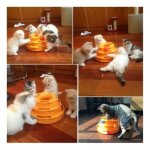 Jouet interactif chase ball plate interactive jouets animaux chat (orange)orange