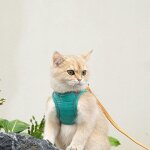 Laisse de harnais pour chat - omabeta - vert et orange - taille l - respirant - rflchissant