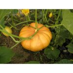 Lot de 25 graines de potiron - giraumon jaune gros de paris - varit franaises & vigoureuse - chair ...