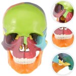 Mini modèle de crâne humain modèle de crâne anatomique en 22 pièces amovible crâne cerveau médicaux crâne ... Mini modèle de crâne humain modèle de crâne anatomique en 22 pièces amovible crâne cerveau médicaux crâne ...