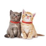 Mxzzand lot de 3 collier anti puce chat rouge - prvention des puces et des tiques