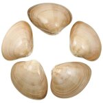 Naturosph�re - coquillages clam beiges polis entiers - 8 � 10 cm - lot de 2