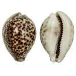 Naturosphre - coquillage cypraea tigris - taille 5  7 cm