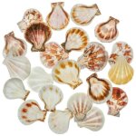 Naturosphère - coquillage mélange de petits pectens - 3 à 4 cm - 100 grammes Naturosphère - coquillage mélange de petits pectens - 3 à 4 cm - 100 grammes