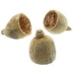 Naturosph�re - moiti� de fruit du baobab - lot de 3