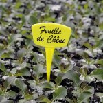 Nortene etiquette  planter - lot de 10 label - 15 cm - jaune