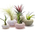 Ornements de plage - mxzzand - bonsa artificielle - 5pcs - décoratifs - coquillages blancs Ornements de plage - mxzzand - bonsa artificielle - 5pcs - décoratifs - coquillages blancs