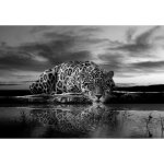 Papier peint animaux 368x254 cm panoramique noir et blanc salon chambre photo non tiss� intiss� muraux ...