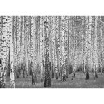 Papier peint intiss� for�t de bouleaux panoramique noir et blanc 368x254 cm arbres salon photo non tiss� ...