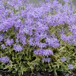 Phlox nain blue ribbons� phlox mousse