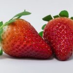 Plant de fraisier gariguette