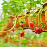 Plant de fraisier grimpant mount everest Plant de fraisier grimpant mount everest