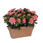 Plante artificielle azale en jardinire - l29 x l13 x h27 cm - pche - mica decorations
