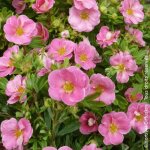 Potentille arbustive pink paradise
