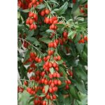 Sachet graines goji shangai express vilmorin -