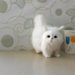 Jouet en peluche pour chat salalis - chat pelucheux blanc - simulation cri de chat réaliste Jouet en peluche pour chat salalis - chat pelucheux blanc - simulation cri de chat réaliste