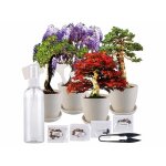 Set de culture de bonsa� avec 4 types de graines