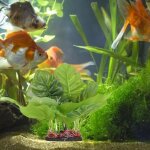 Shipenophy usine deau artificielle aquarium en plastique artificiel forme vive accessoire de plante deau ...