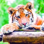 Coffret cadeau smartbox - journe au parc zoologique damnville pour 2 adultes - journe au parc zoologique ...