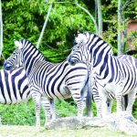 Coffret cadeau smartbox - journ�e au parc zoologique damn�ville en famille - journ�e au parc zoologique ...