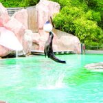 Coffret cadeau smartbox - sortie en famille au parc zoologique damnville - sortie en famille au parc ...