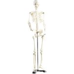 Squelette articul 85 cm