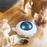 Surenhap jouet automatique pour chaton jouet interactif pour chat lectrique et automatique intelligent ...