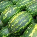 Tempsa 30pcs graines de past�que g�ante pour garden