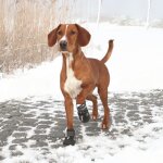 Trixie bottes de protection walker active 2 pices m - noir - pour chien