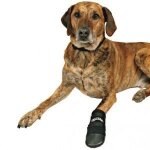 Bottes de protection walker care - trixie - chien - noir