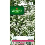 Sachet graines - alysse corbeille dargent - plante annuelle - parfumée - hauteur 30cm - sols sablonneux ... Sachet graines - alysse corbeille dargent - plante annuelle - parfumée - hauteur 30cm - sols sablonneux ...