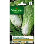 Vilmorin chicorée à larges feuilles améliorée pain de sucre Vilmorin chicorée à larges feuilles améliorée pain de sucre