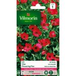 Graines - vilmorin - lin de venise