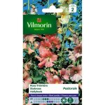 Vilmorin rose tr�mi�re pastorale pastel