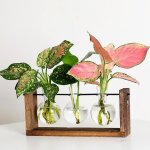 Vvikizy vase suspendu mural vase hydroponique mural plante verte cadre en bois pour d�coration de salon ...