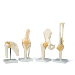 Articulations Articulations