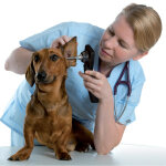 Otoscope video numerique veterinaire