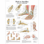 Planches anatomiques pied et cheville