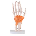 Squelette mains avec ligaments h22cm