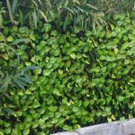 Treillis feuilles de rosier - 1, 00mx2m jet7garden